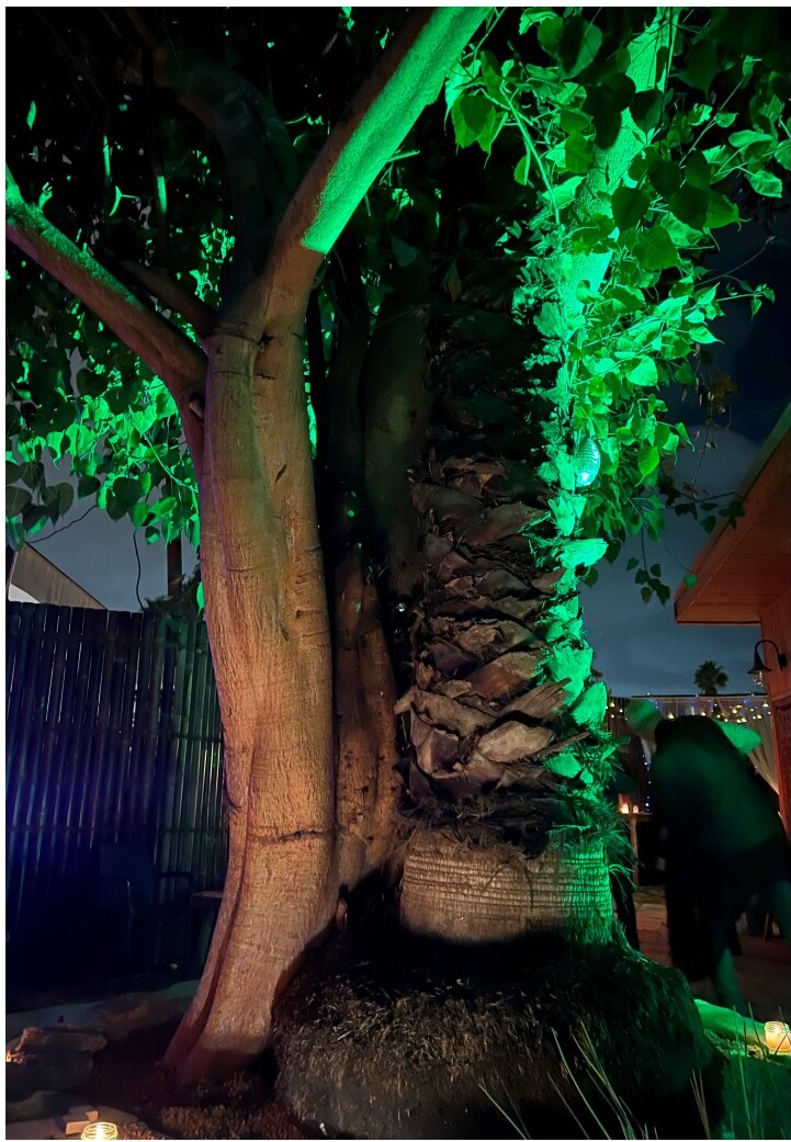 Illuminated tree in the AHAVA House courtyard